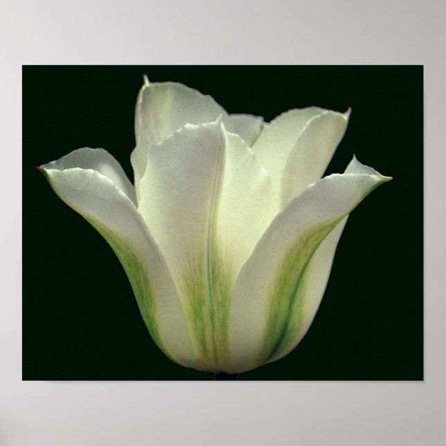 Poster Flor de Tulpa com Faixa Verde Feche (Frente)