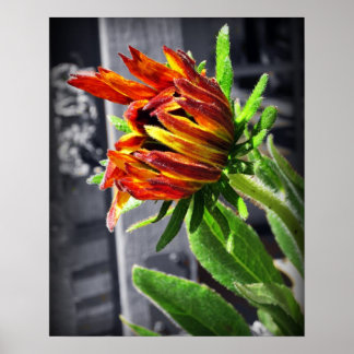 Poster Flor de Verão
