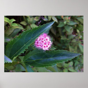 Póster Flor de Verão rosa