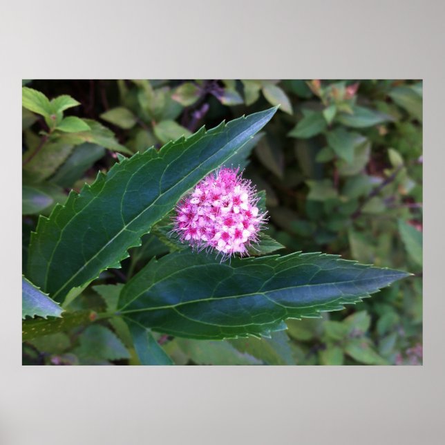 Póster Flor de Verão rosa (Frente)