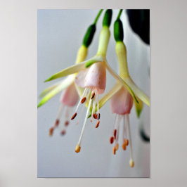 Poster Flor de Verão White Fuchsia Hawkshead