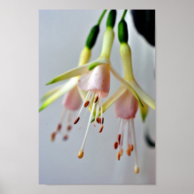 Poster Flor de Verão White Fuchsia Hawkshead (Frente)
