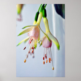 Poster Flor de Verão White Fuchsia Hawkshead