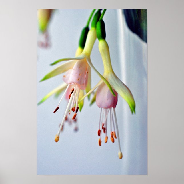 Poster Flor de Verão White Fuchsia Hawkshead (Frente)