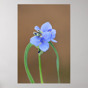 Poster Flor de verme