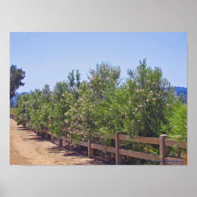 Poster Flor de Willows do Deserto e Caminho (Frente)