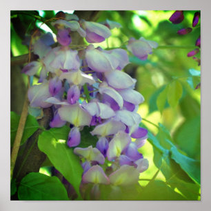 Poster Flor de Wisteria Roxo