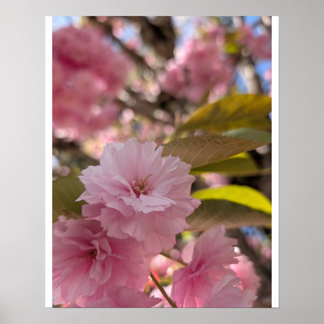 Poster Flor de Yaezakura Rosa (Frente)