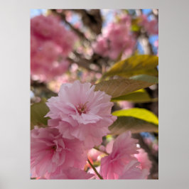 Poster Flor de Yaezakura Rosa