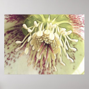 Póster Flor delicada do Hellebore