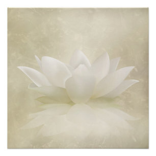 Póster Flor delicada elegante de Lotus branco/lírio