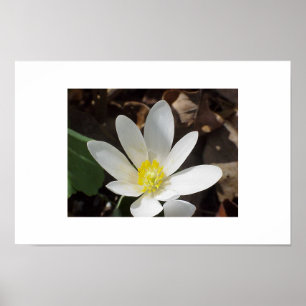 Póster Flor do Bloodroot