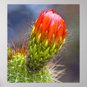 Póster Flor do cacto