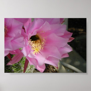 Póster Flor do cacto