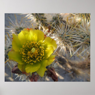 Póster Flor do cacto de Cholla