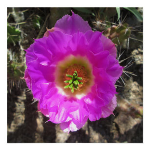 Póster Flor do cacto de ouriço