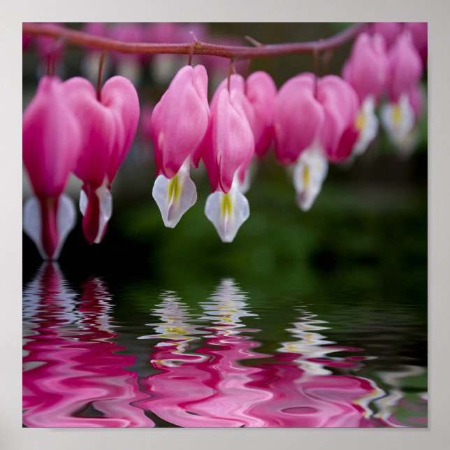Poster flor do coração sangrando (Frente)