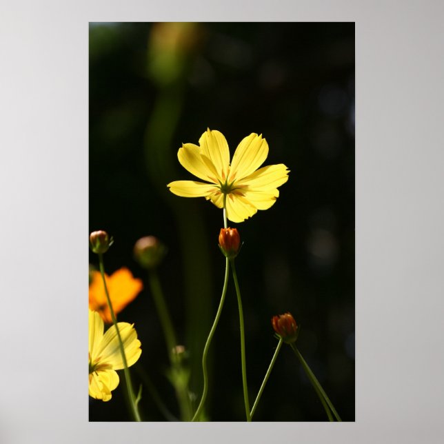 Poster Flor do cosmos amarelo (Frente)