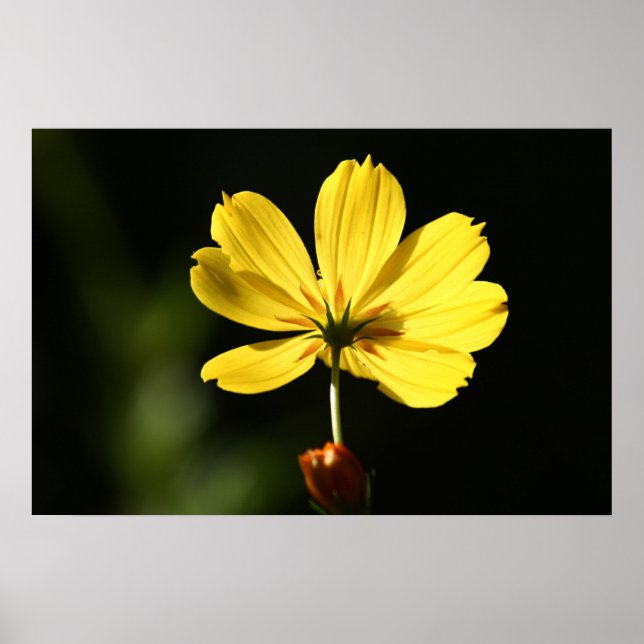 Poster Flor do cosmos amarelo (Frente)