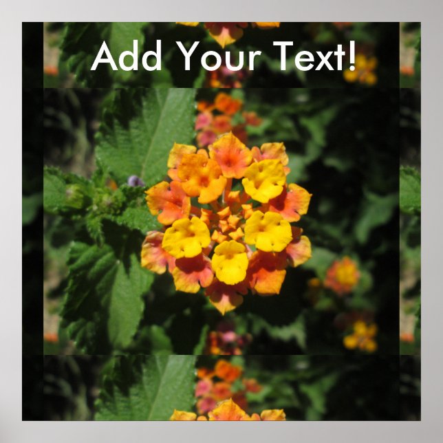 Poster Flor do Deserto de Lantana (Frente)