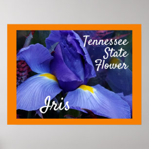 Poster Flor do Estado do Tennessee TN Iris