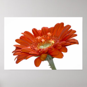 Póster Flor do Gerbera da margarida alaranjada