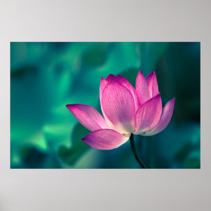 Poster Flor do lírio de água de Lotus
