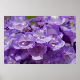 Poster Flor do Mesquite