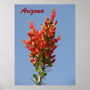 Póster Flor do Ocotillo - arizona