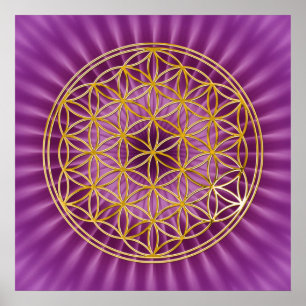 Poster Flor do ouro da vida  , brilho magenta