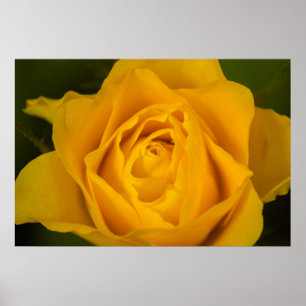 Poster Flor do rosa amarelo