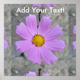 Póster Flor do roxo do cosmos