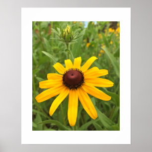 Póster Flor do Rudbeckia e fotografia do Fim-Acima do