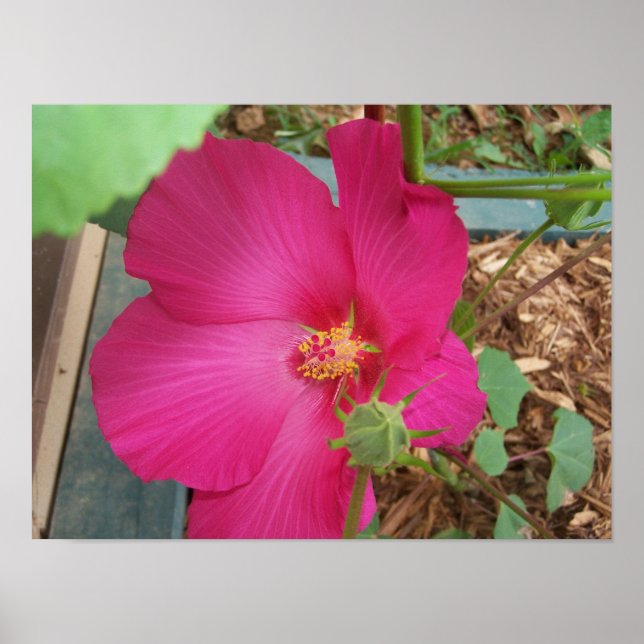 Póster Flor do Smitty (Frente)