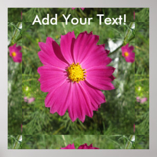 Poster Flor do vermelho do cosmos