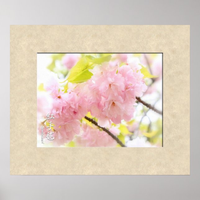 Poster Flor Duplo de Cereja: Benitemari (Frente)