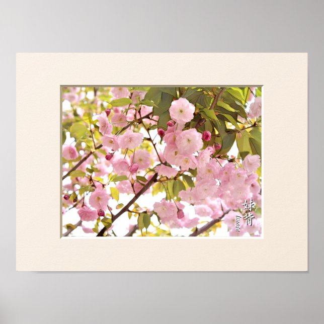 Poster Flor Duplo de Cereja: Imose (Frente)