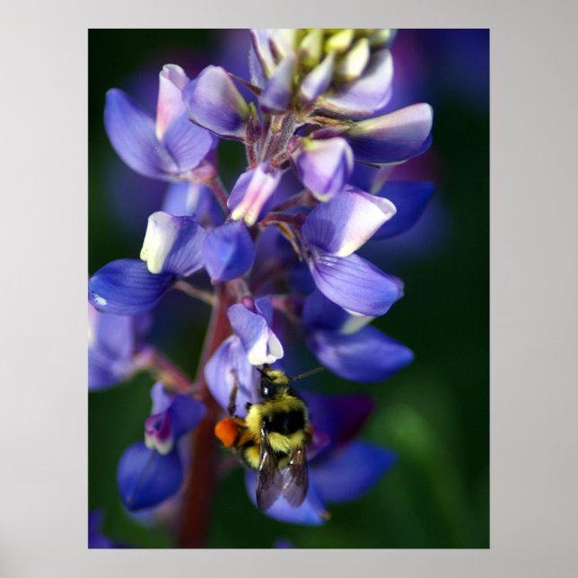 Póster Flor e abelha (Frente)