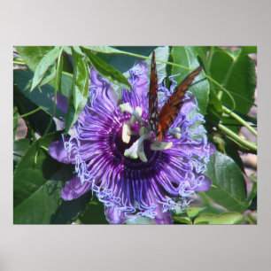 Póster Flor e borboleta da paixão