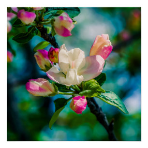 Póster Flor e botões de Crabapple