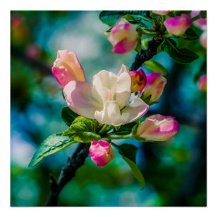 Póster Flor e botões de maçarico