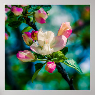 Póster Flor e botões de maçarico