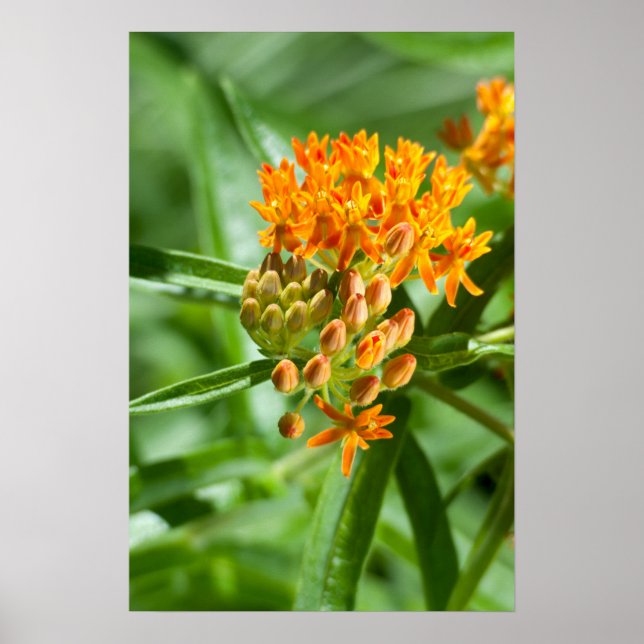 Poster Flor e Folhagem de Butterfly Milkweed (Frente)