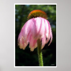 Póster Flor Echinacea Alto Em Pé