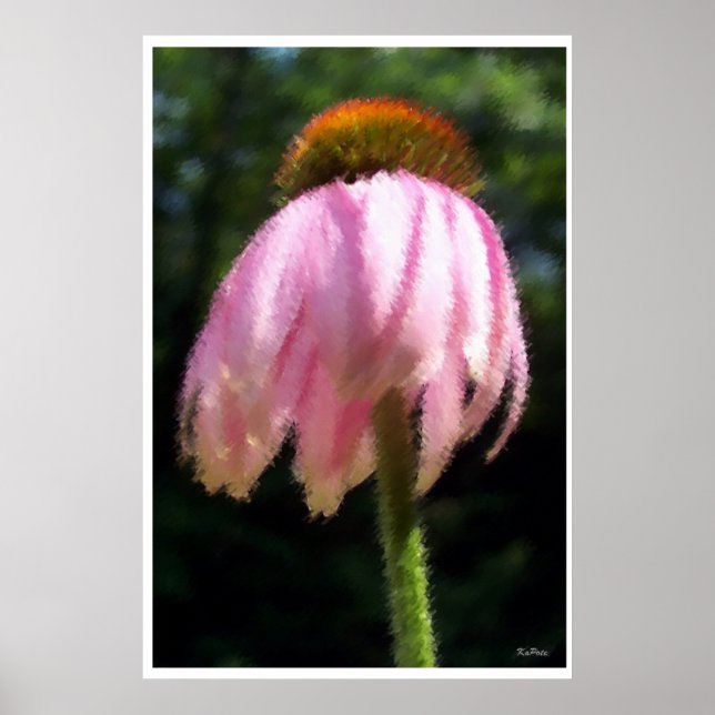 Póster Flor Echinacea na brisa (Frente)