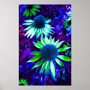 Poster Flor Echinacea Oriental