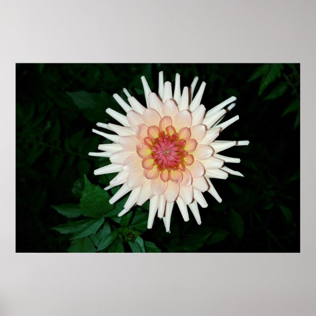 Póster flor em uma noite legal (Frente)