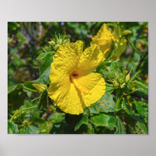 Poster Flor Estadual do Havaí - Hibiscus Amarelo