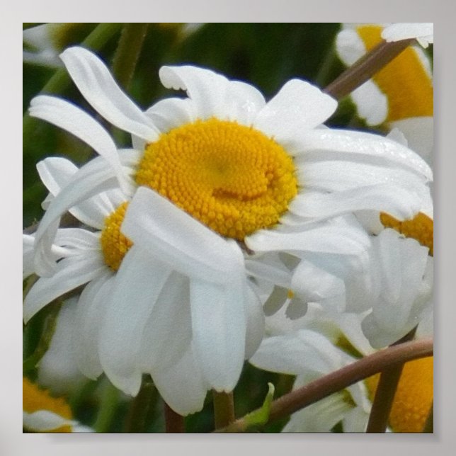 Poster Flor Feliz - Rosto feliz de margarida sorridente (Frente)