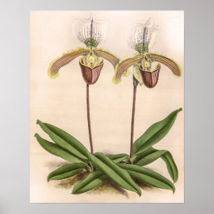 Poster Flor Floral de Orquídea Cypripedium Vintage